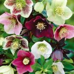 Helleborus Orientalis Mixed Perennial LARGE Plug Plants Pack x6