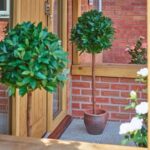 Pair x 4ft Artificial Bay Tree Artificial Bush / Houseplant Gardman 03006