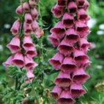 Digitalis Mertonensis 'Strawberry Foxglove' Summer King LARGE Perennial Plug Plants Pack x6