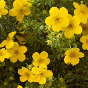 Potentilla Orange Starlit Perennial Garden LARGE Plug Plants Pack x6
