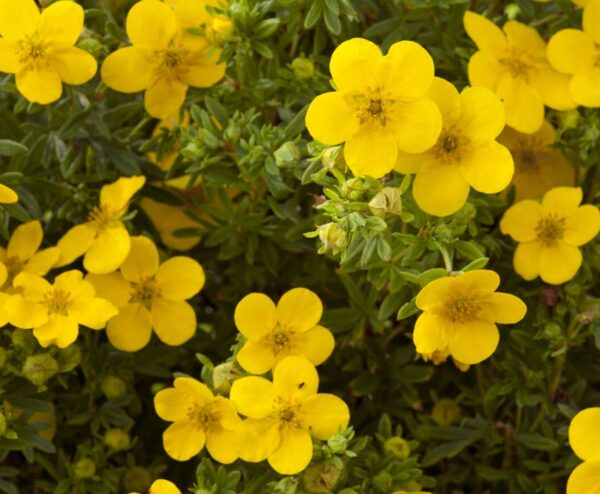 Potentilla Fruticosa ‘Goldfinger’ Perennial Garden Plug Plants Pack x6