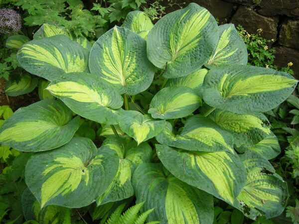 Hosta 'Great Expectations' Perennial XXL Supersize Plug Plants Pack x3