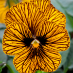 Viola F1 Sorbet 'Tiger Eye' Hardy Annual / Bi-Annual Winter Colour Plug Plants Pack x12