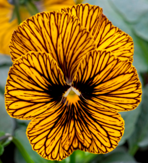 Viola F1 Sorbet 'Tiger Eye' Hardy Annual / Bi-Annual Winter Colour Plug Plants Pack x12