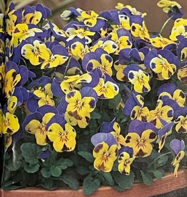 Viola Jump-Up 'Yellow-Blue' Hardy Annual / Bi-Annual Winter Colour Plug Plants Pack x12
