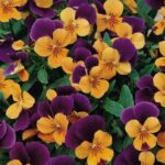 Viola Jump-Up 'Orange' Hardy Annual / Bi-Annual Winter Colour Plug Plants Pack x12