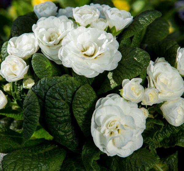 Double Primrose Primula Belarina® Snow Perennial Plug Plants Pack x6