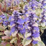 Ajuga Reptans 'Golden Beauty' Perennial Plug Plants Pack x6