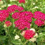 Achillea Filipendulina 'Cerise Queen' Perennial 9cm Pot Plants Pack x3