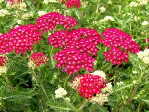 Achillea Filipendulina 'Cerise Queen' Perennial 9cm Pot Plants Pack x3