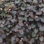 Ajuga Reptans ‘Braun Hertz' Perennial Supersize XXL Plug Plants Pack x3