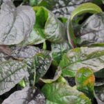 Ajuga Reptans ‘Braun Hertz' Perennial Supersize XXL Plug Plants Pack x3