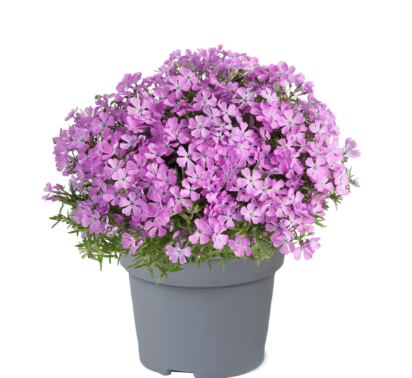 Phlox Subulata 'Fabulous Rose' Creeping Perennial Plug Plants Pack x6