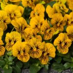 Viola F1 Sorbet 'Tiger Eye' Hardy Annual / Bi-Annual Winter Colour Plug Plants Pack x12