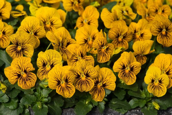 Viola F1 Sorbet 'Tiger Eye' Hardy Annual / Bi-Annual Winter Colour Plug Plants Pack x12