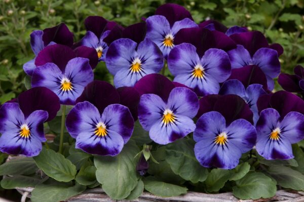 Viola Jump-Up 'Blue Denim' Hardy Annual / Bi-Annual Winter Colour Plug Plants Pack x12