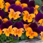 Viola Jump-Up 'Orange' Hardy Annual / Bi-Annual Winter Colour Plug Plants Pack x12