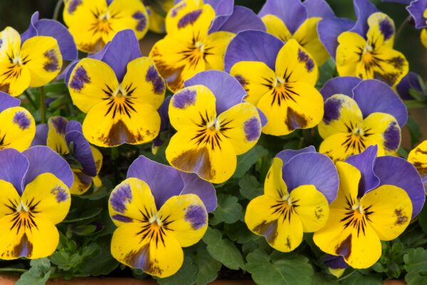 Viola Jump-Up 'Yellow-Blue' Hardy Annual / Bi-Annual Winter Colour Plug Plants Pack x12