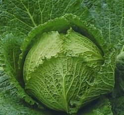 Cabbage 'Tundra F1' Garden Seeds RHS AGM Pack Kings Vegetable Seeds