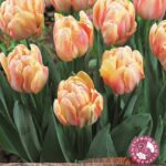 Tulip Double Early 'Foxy Foxtrot' Pack x10 Bulbs