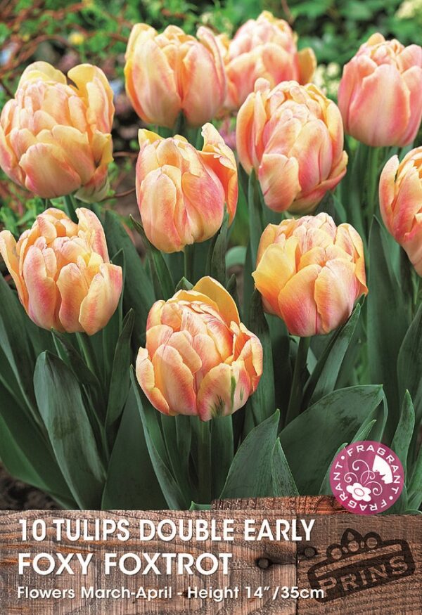 Tulip Double Early 'Foxy Foxtrot' Pack x10 Bulbs