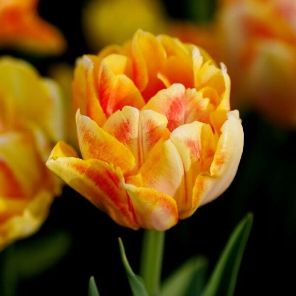 Tulip Double Early 'Foxy Foxtrot' Pack x10 Bulbs