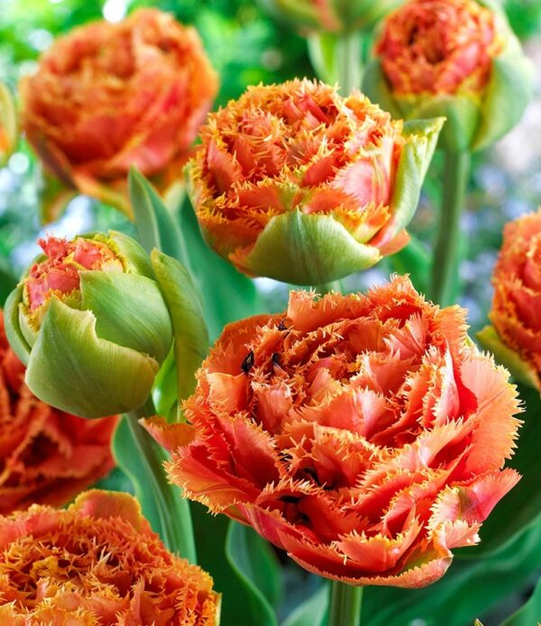 Tulip 'Sensual Touch' Fringed Spring Bulbs Pack x10