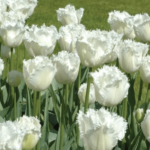 Tulip Fringed White 'Honeymoon' Pack x10 Spring Bulbs