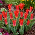 Tulip Dwarf Kaufmanniana 'Scarlet Baby' Pack x10 Bulbs