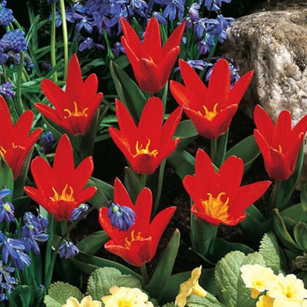 Tulip Dwarf Kaufmanniana 'Scarlet Baby' Pack x10 Bulbs