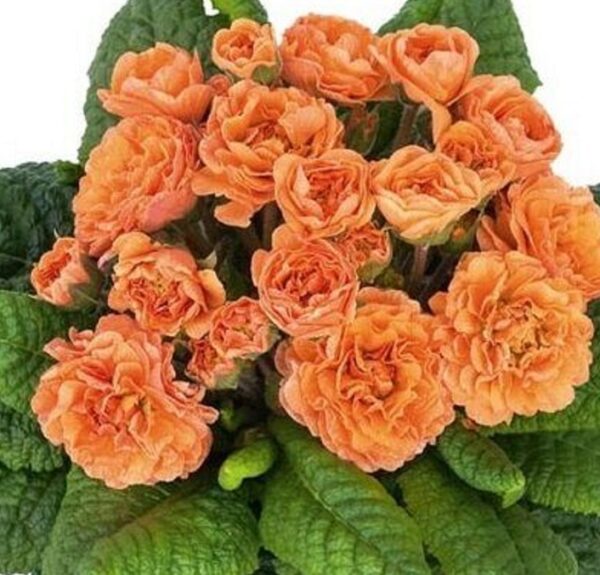 Double Primrose Primula Belarina® Sweet Apricot Perennial Plug Plants Pack x6