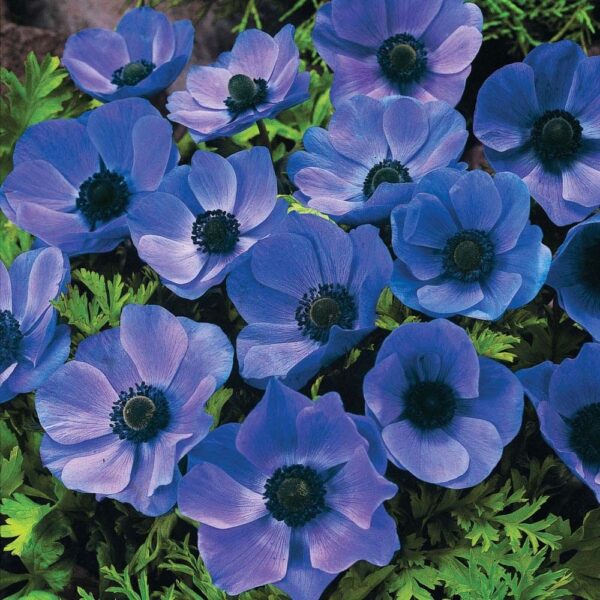 Anemone De Caen Blue 'Mr Fokker' Top Quality WPC Prins Bulbs Pack 15 Bulbs/Corms