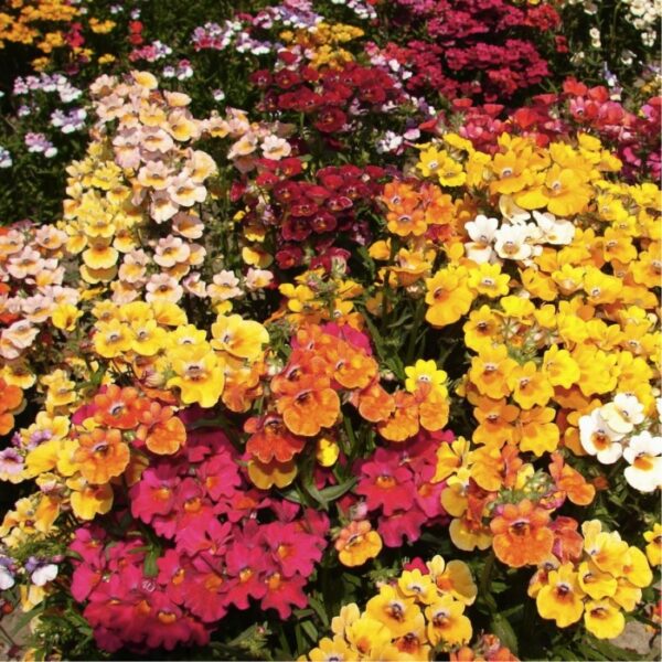 Nemesia 'Carnival Mixed' Quality King's Seeds