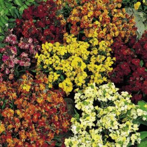 Wallflowers 'Persian Carpet Mixed' Bi-Annual Plug Plants Pack x12