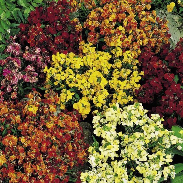 Wallflowers 'Persian Carpet Mixed' Bi-Annual Plug Plants Pack x12
