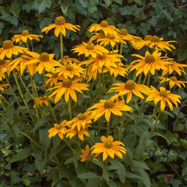 Rudbeckia 'Sunbeckia' Sophia (LARGE) Plug Plants Pack x6