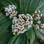 Viburnum Davidii Perennial Shrub XXL Supersize Plug Plants Pack x3