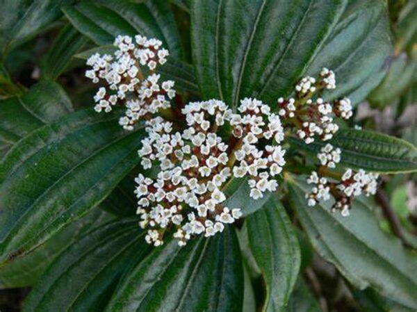 Viburnum Davidii Perennial Shrub XXL Supersize Plug Plants Pack x3