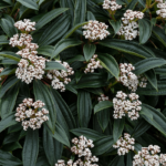 Viburnum Davidii Perennial Shrub XXL Supersize Plug Plants Pack x3