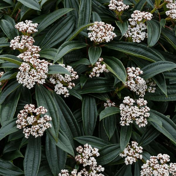 Viburnum Davidii Perennial Shrub XXL Supersize Plug Plants Pack x3