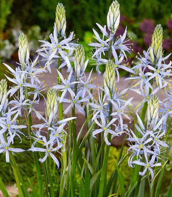 Camassia Cusickii Spring Bulbs Pack x3