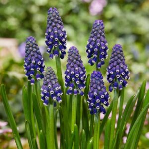 Muscari (Grape Hyacinth) Night Eyes Perennial Bulbs Pack 18