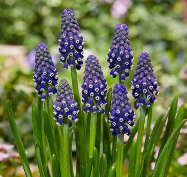Muscari (Grape Hyacinth) Night Eyes Perennial Bulbs Pack 18