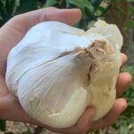 Giant Elephant Garlic Cloves Allium Sativum Pack x2 Cloves