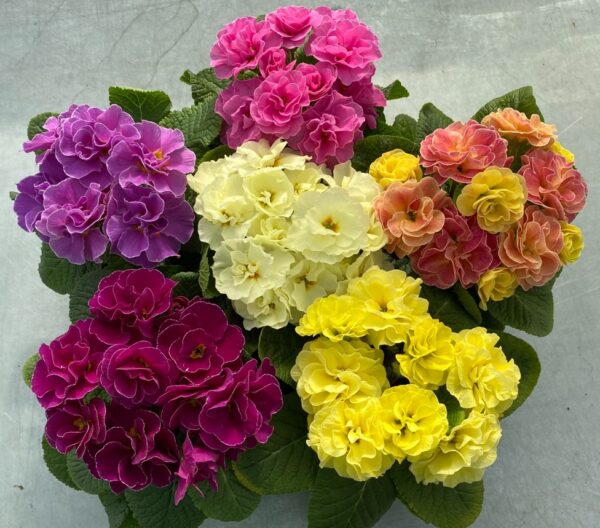 Primrose Primula 'Queen F1' NEW Variety Double Mixed Pack Plug Plants x12