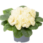 Primrose Primula 'Queen F1' NEW Variety Double 'LIME' Pack Plug Plants x6