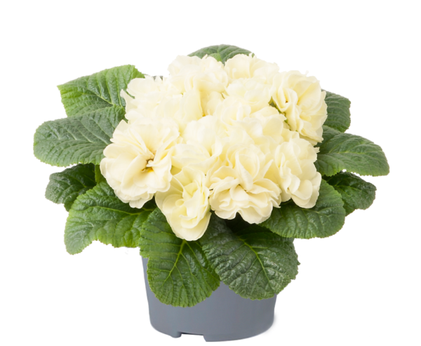Primrose Primula 'Queen F1' NEW Variety Double 'LIME' Pack Plug Plants x6