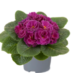 Primrose Primula 'Queen F1' NEW Variety Double 'LILAC PICOTEE' Pack Plug Plants x6