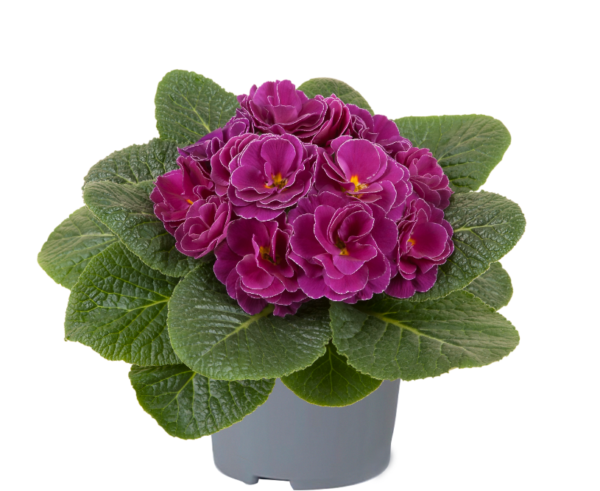 Primrose Primula 'Queen F1' NEW Variety Double 'LILAC PICOTEE' Pack Plug Plants x6