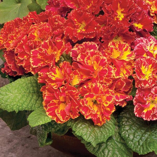 Primrose Primula Ruffled 'Romance' Pack Plug Plants x6